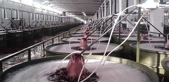 Teknolojik Yatırımlar ile Zeytin Olgunlaştırma Süresini Düşürdük